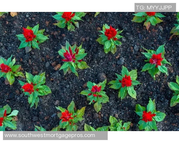 专访陈强：探寻网球界的成功秘诀与奋斗历程